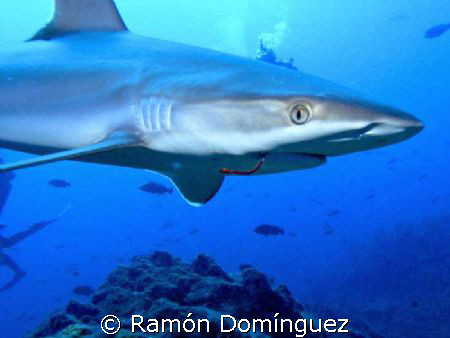 Sad view of one of the nicest sharks. A young silvertip s... by Ramón Domínguez 