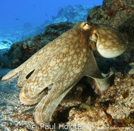A Reef Octo out in the daytime. Cozumel. Canon 400D 10-22mm. by Paul Holota 