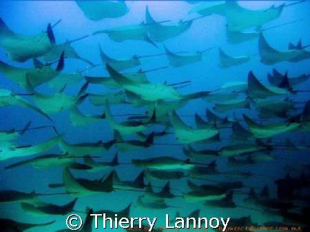 Cow nose Rays in the sea of Cortez....Mexico by Thierry Lannoy 