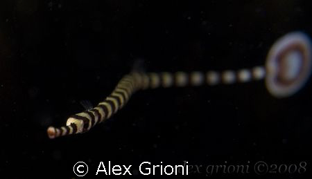 Banded pipefish - Kerby's Rock, Anilao by Alex Grioni 