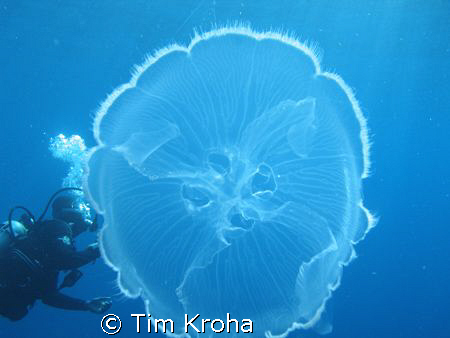 Divemaster with Moon Jelly (Belize) by Tim Kroha 