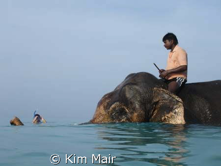 Rajan the Elephant swimming at beach No 7 in the Andaman ... by Kim Mair 