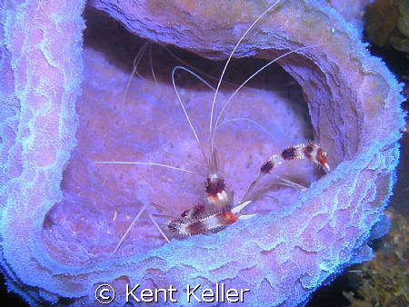 Banded Coral Shrimp in Sponge by Kent Keller 