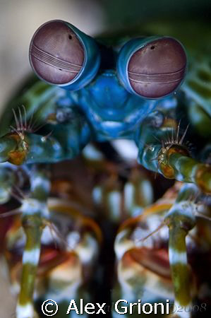 Peacock mantis shrimp by Alex Grioni 
