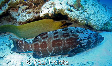 An unusal pair. Goliath grouper and Green moray eel buddi... by Paul Holota 
