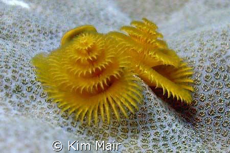 Xmas tree worm, South Button Island, Andamans by Kim Mair 