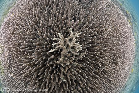 Hard coral. KBR bay. Lembeh straits. D200, 10.5mm. by Derek Haslam 