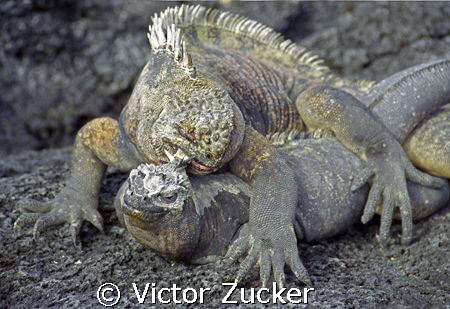 matting iguanas in galapagos, looks rough by Victor Zucker 