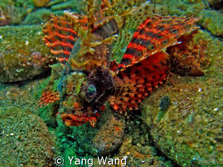 Lionfish in fantastic color by Yang Wang 