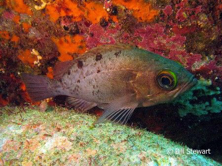"Squirrelfish"  Photo taken on 2 February 2008 during a d... by Bill Stewart 