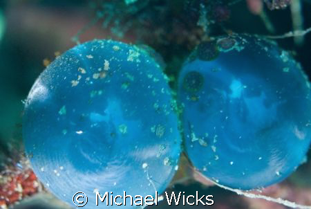 Unknown blue orb thing resting on coral by Michael Wicks 
