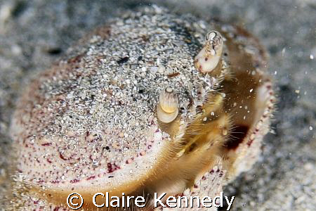 Frederikstad Pier, sand crab, crab, little crab,  This wa... by Claire Kennedy 