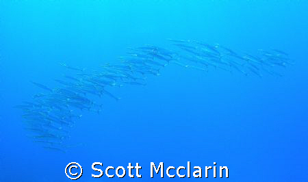 sharpfin barracuda Rota school natural light CNMI cnmi sa... by Scott Mcclarin 