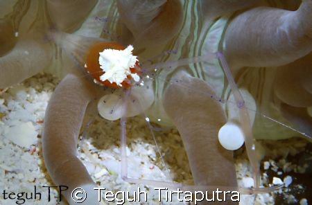 Popcorn shrimp, captured at Bunaken, Indonesia by Teguh Tirtaputra 