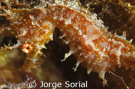 Sea horse by Jorge Sorial 