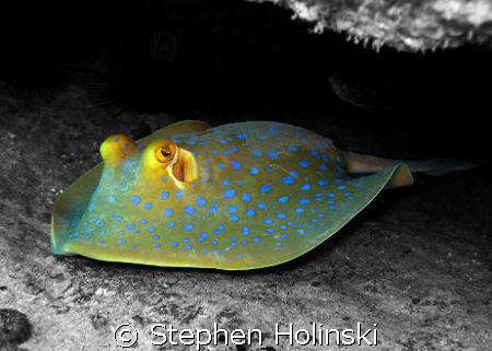 Blue Spotted Stingray, original photo taken with Canon G7... by Stephen Holinski 