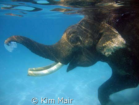 Rajan the Elephant blowing bubbles in the water during an... by Kim Mair 