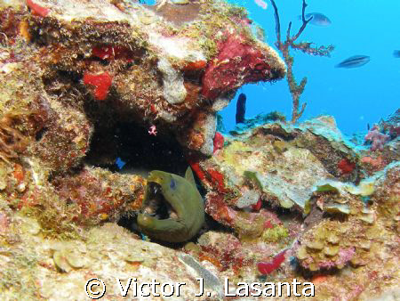 the green moray eel home at old buoy dive site in parguer... by Victor J. Lasanta 