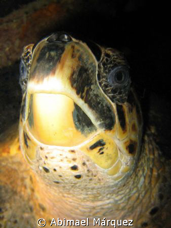Hawksbill Turtle, St. Thomas by Abimael Márquez 