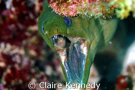 green, eel, moray, scary, mouth. Most best shots are whim... by Claire Kennedy 