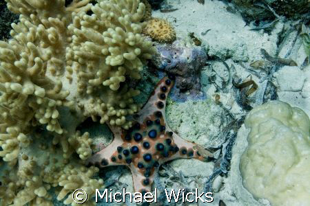 Chocolate Chip Starfish coral by Michael Wicks 