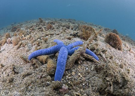 Blue sea star. Lembeh straits. D200, 10.5mm. by Derek Haslam 