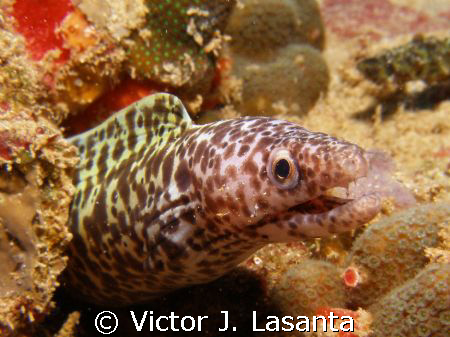 baby spotted eel at breakdown reef in parguera area!!!!! by Victor J. Lasanta 