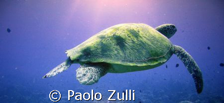 la bella tartaruga by Paolo Zulli 