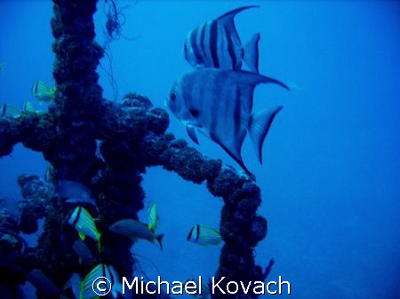 Atlantic Spadefish on the Spiegel Grove out of Key Largo by Michael Kovach 