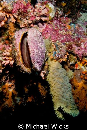Clam coral sponge invertebrate by Michael Wicks 