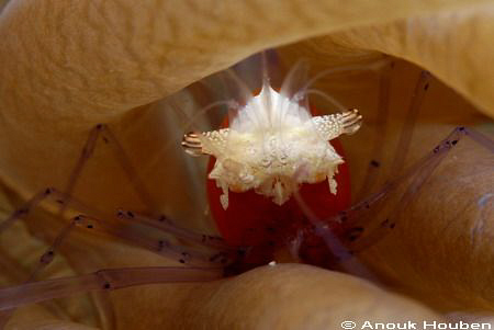 Commensal shrimp, Periclimenes kororensis. Picture taken ... by Anouk Houben 