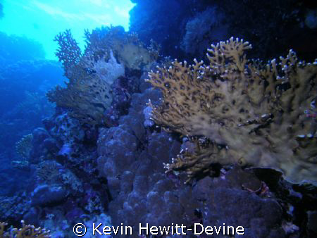 Marsa Alam 2008 - Nikon Coolpix 5400 -  Sea & Sea YS90 Au... by Kevin Hewitt-Devine 