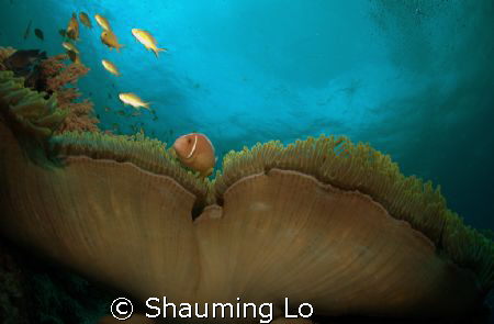 Clownfish by Shauming Lo 