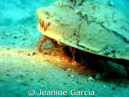 Shy hermit  crab peeking to see if it's safe :) by Jeanine Garcia 