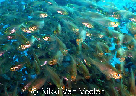 Panick! Glassfish taken with a very slow shutter (1/6th) ... by Nikki Van Veelen 