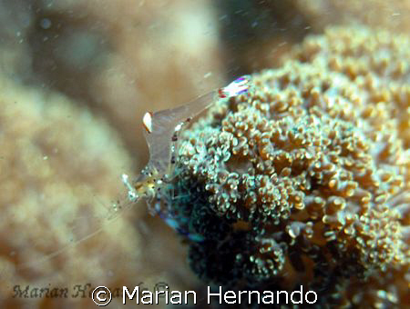 transparent shrimp - macro taken with Olympus W8080. by Marian Hernando 