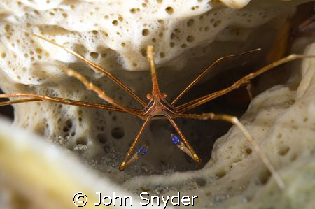 Arrow Crab w/ Nikon D70 60mm by John Snyder 