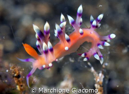 Flabellina :Lembeh street 2007
Nikon D200 , 60 macro , t... by Marchione Giacomo 
