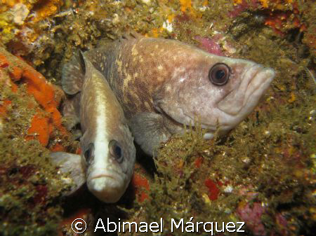 Pair of Greater Soapfish by Abimael Márquez 