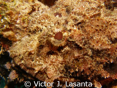 red eye of a scorpion fish at crash boat dive site in agu... by Victor J. Lasanta 