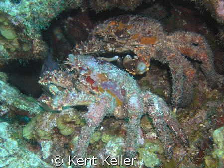 Crabs of a different color by Kent Keller 