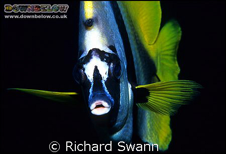 Give Us A Kiss ! Banner Fish, Nikon F90x 60mm, one Harten... by Richard Swann 