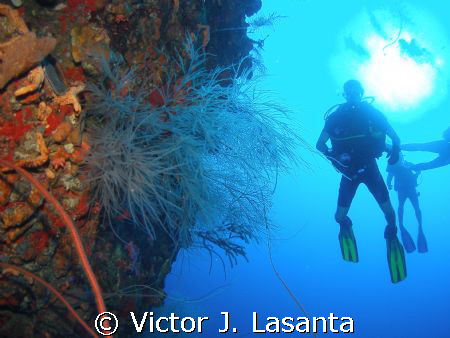 black coral in the wall with david fliying high at efra w... by Victor J. Lasanta 