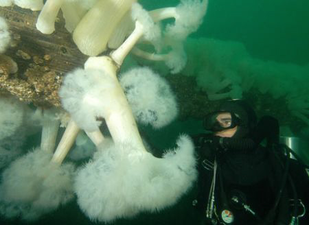 Diver and Giant Plumose Anemones, Pugt Sound. by David Heidemann 