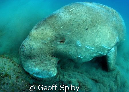 a battle scarred Dugong grazing sea grass by Geoff Spiby 