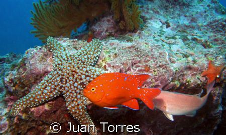 The famous Garibaldi abound in the coasts of California. ... by Juan Torres 