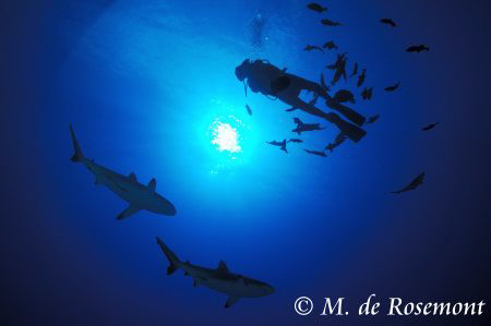 Two grey reef sharks and my buddy. D50/12-24mm (Borabora). by Moeava De Rosemont 