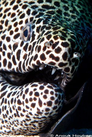 Honeycomb moray, Gymnothorax favagineus resting its head ... by Anouk Houben 