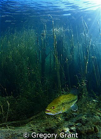 freshwater bass ,photo taken in a old flooded quary in so... by Gregory Grant 
