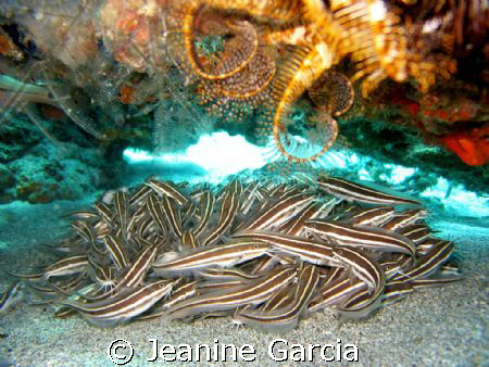 Taken with Canon Powershot A75. 
School of juvenile catf... by Jeanine Garcia 